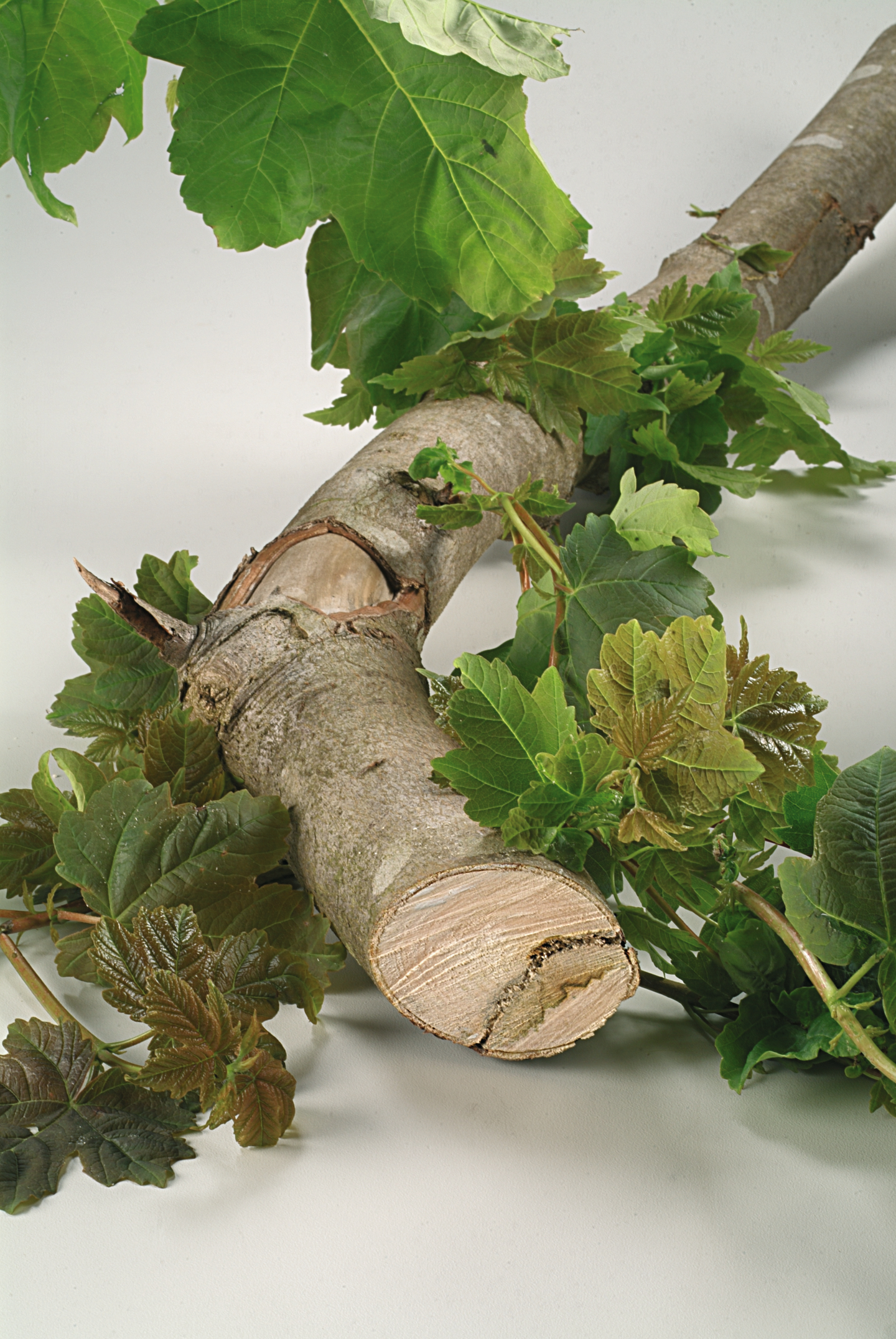 TIGERSÅGBLADSET BOSCH S3456XF/S2345X, /S1131L TO