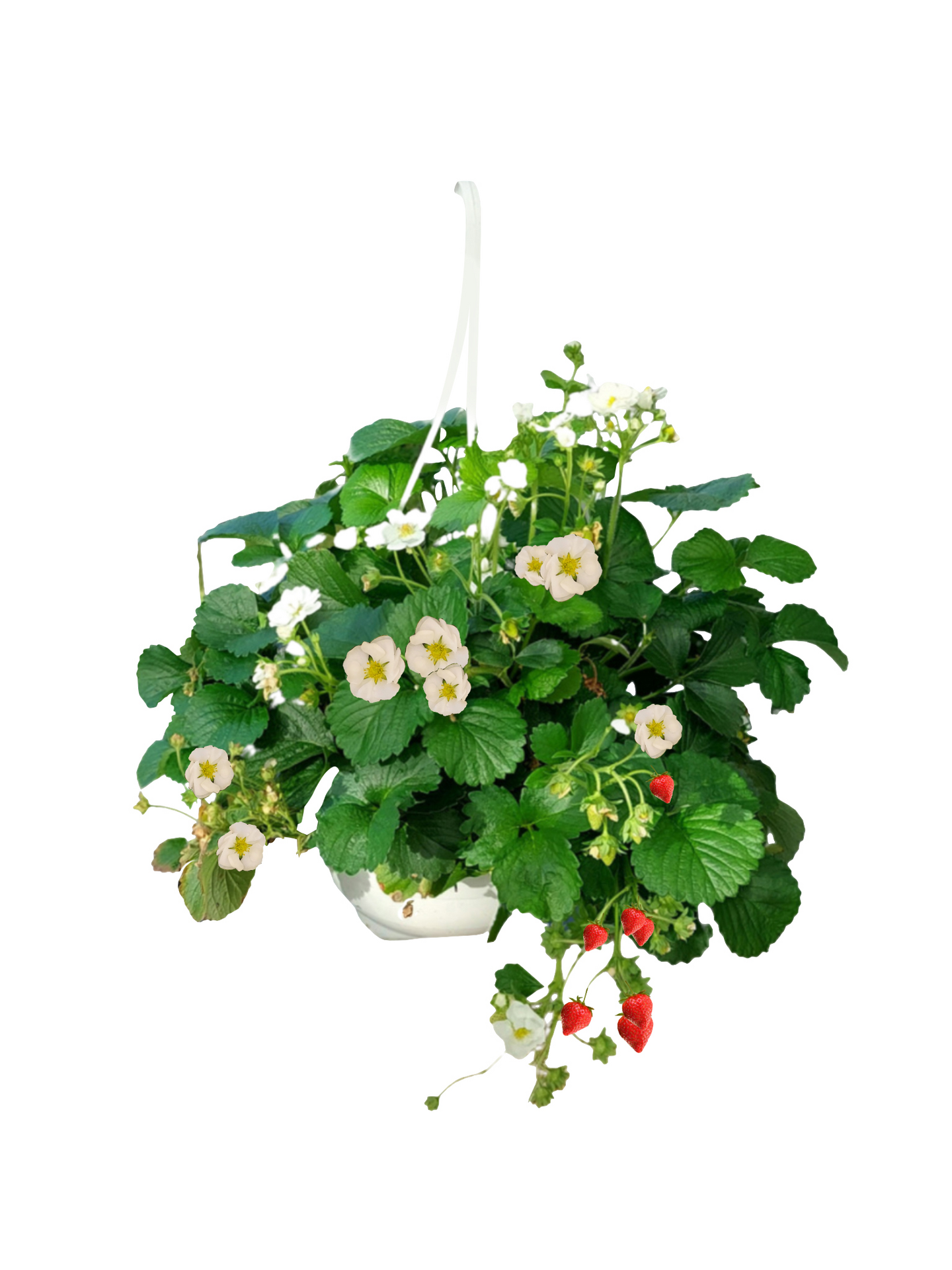 Mansikka-amppeli 23cm