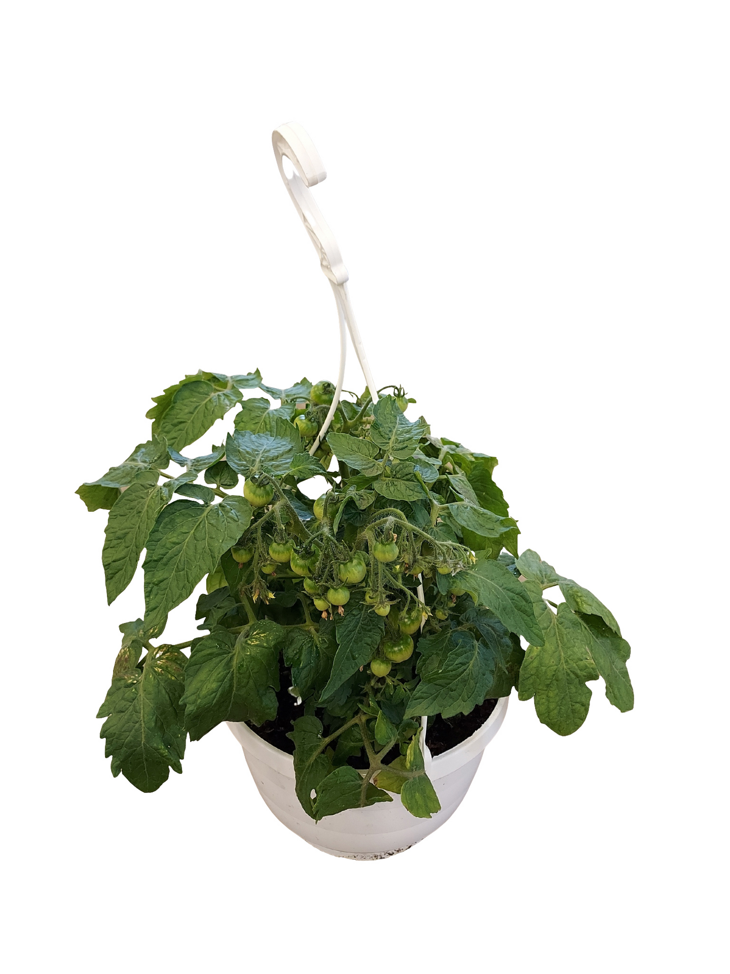 Tomaattiamppeli 23cm