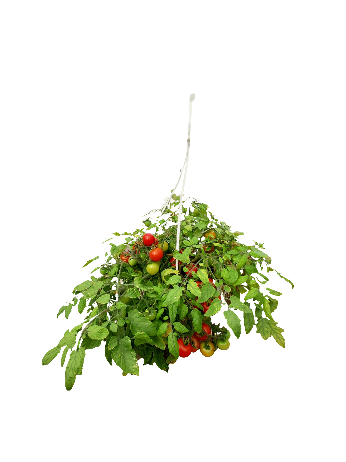 Tomaattiamppeli 23cm