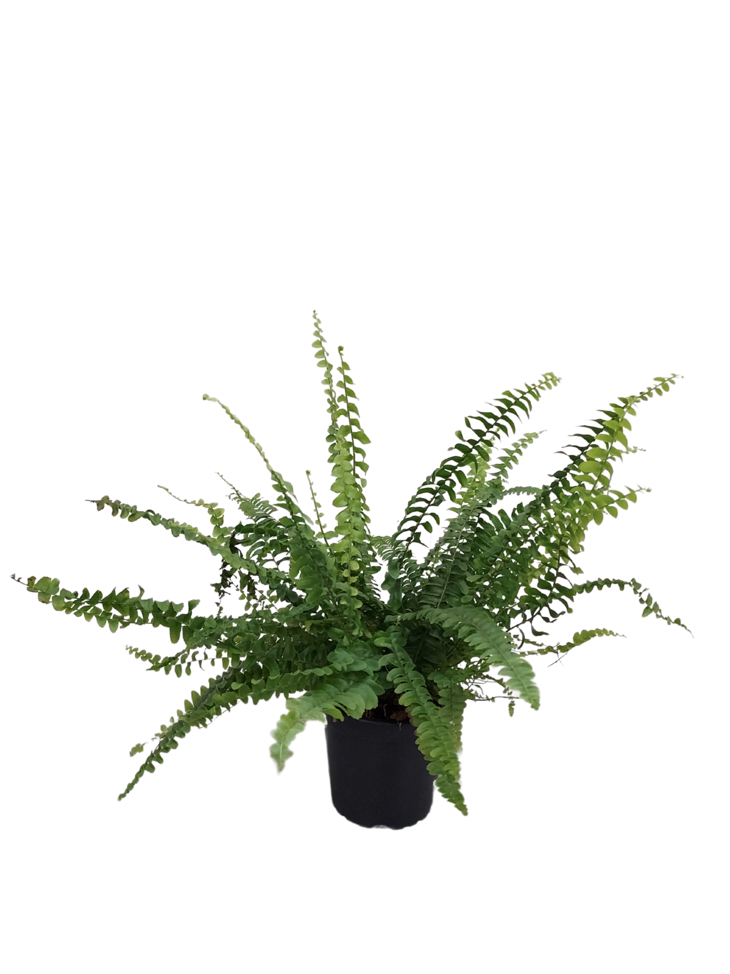 Viherkasvi  lajitelma 12cm ruukku