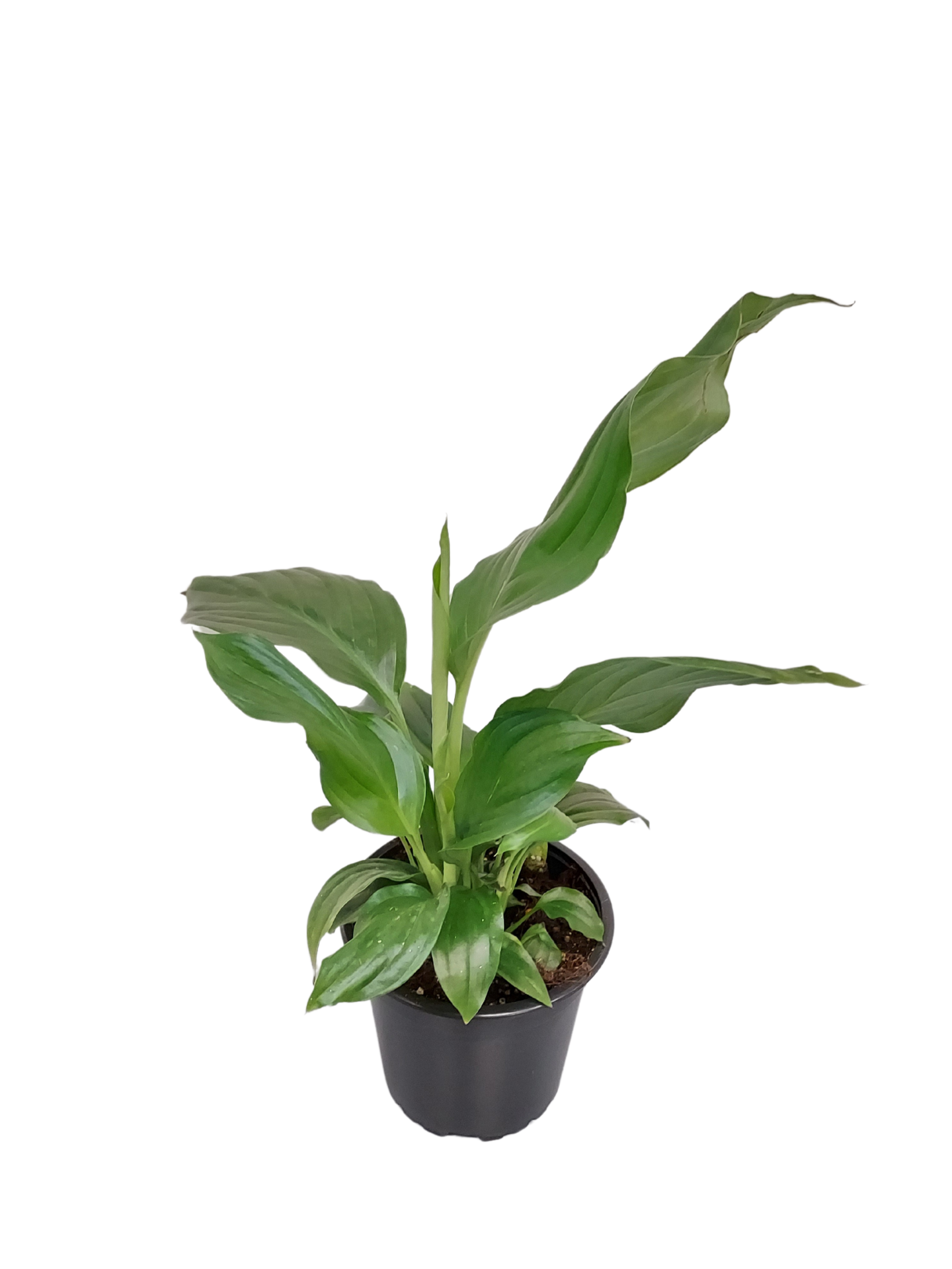 Viherkasvi  lajitelma 12cm ruukku