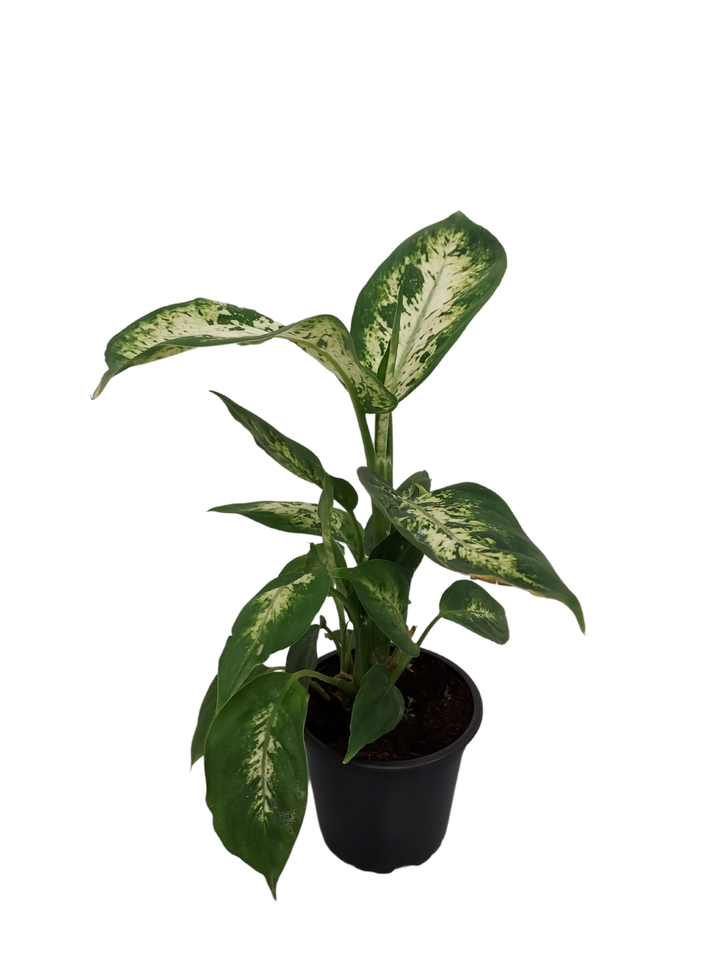 Viherkasvi  lajitelma 12cm ruukku