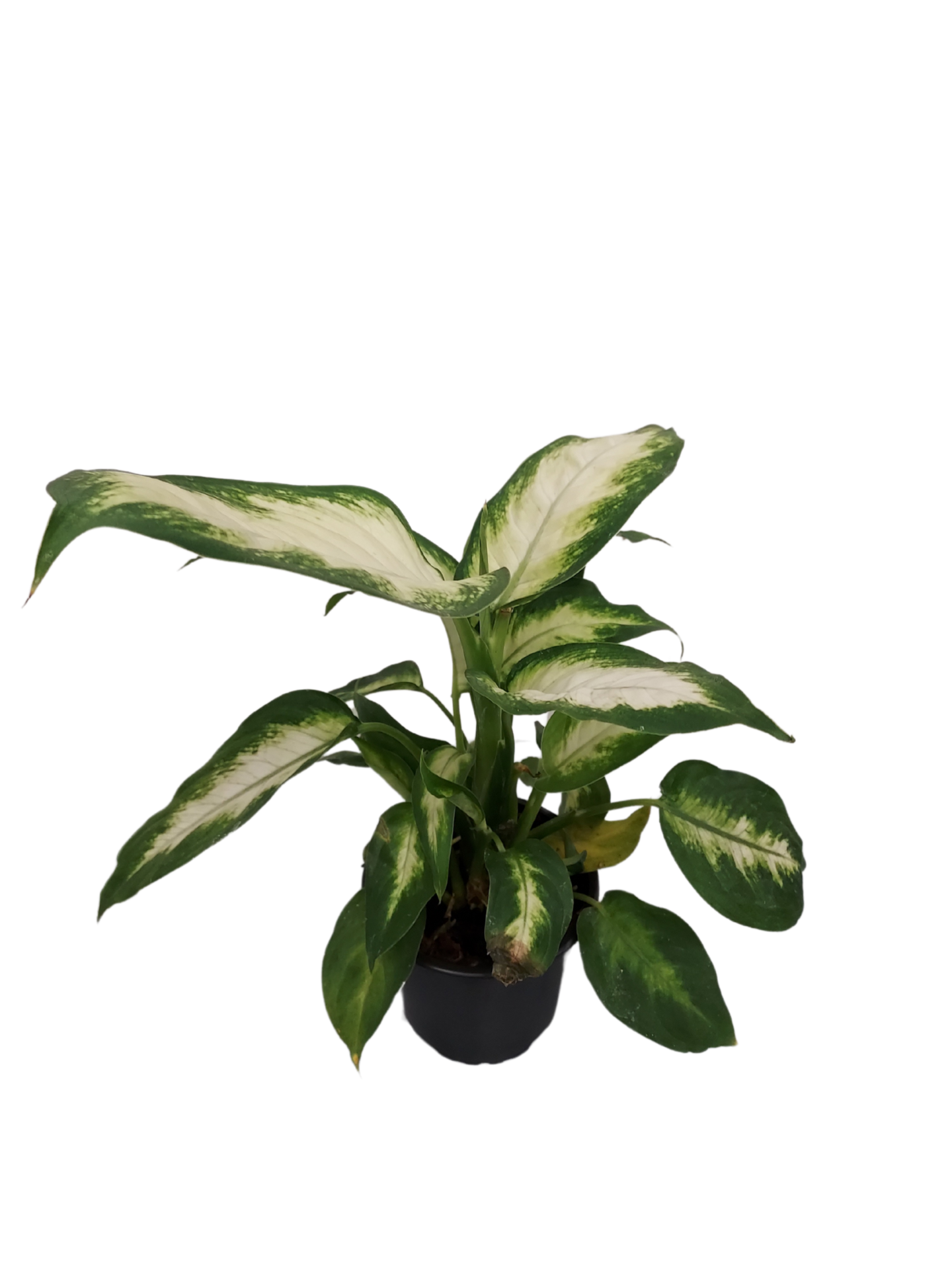 Viherkasvi  lajitelma 12cm ruukku