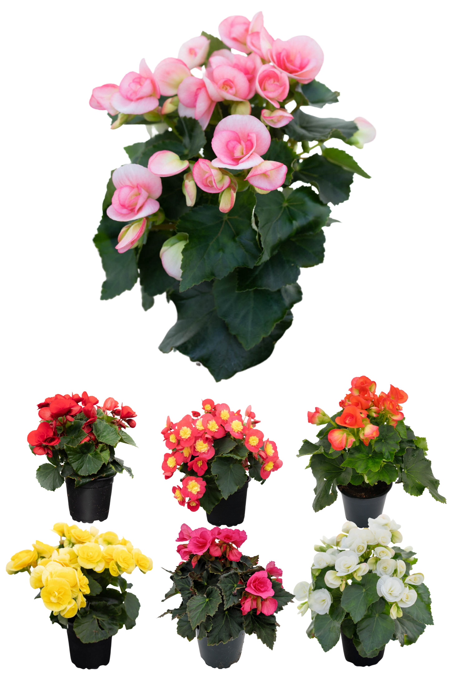 Ruusubegonia lajitelma 12cm ruukku