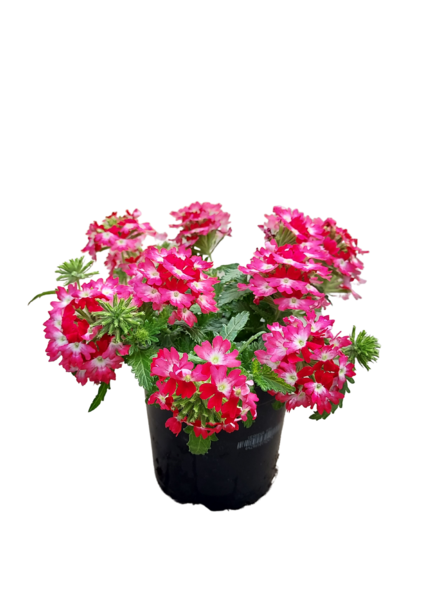 Riippuverbena 12cm mix