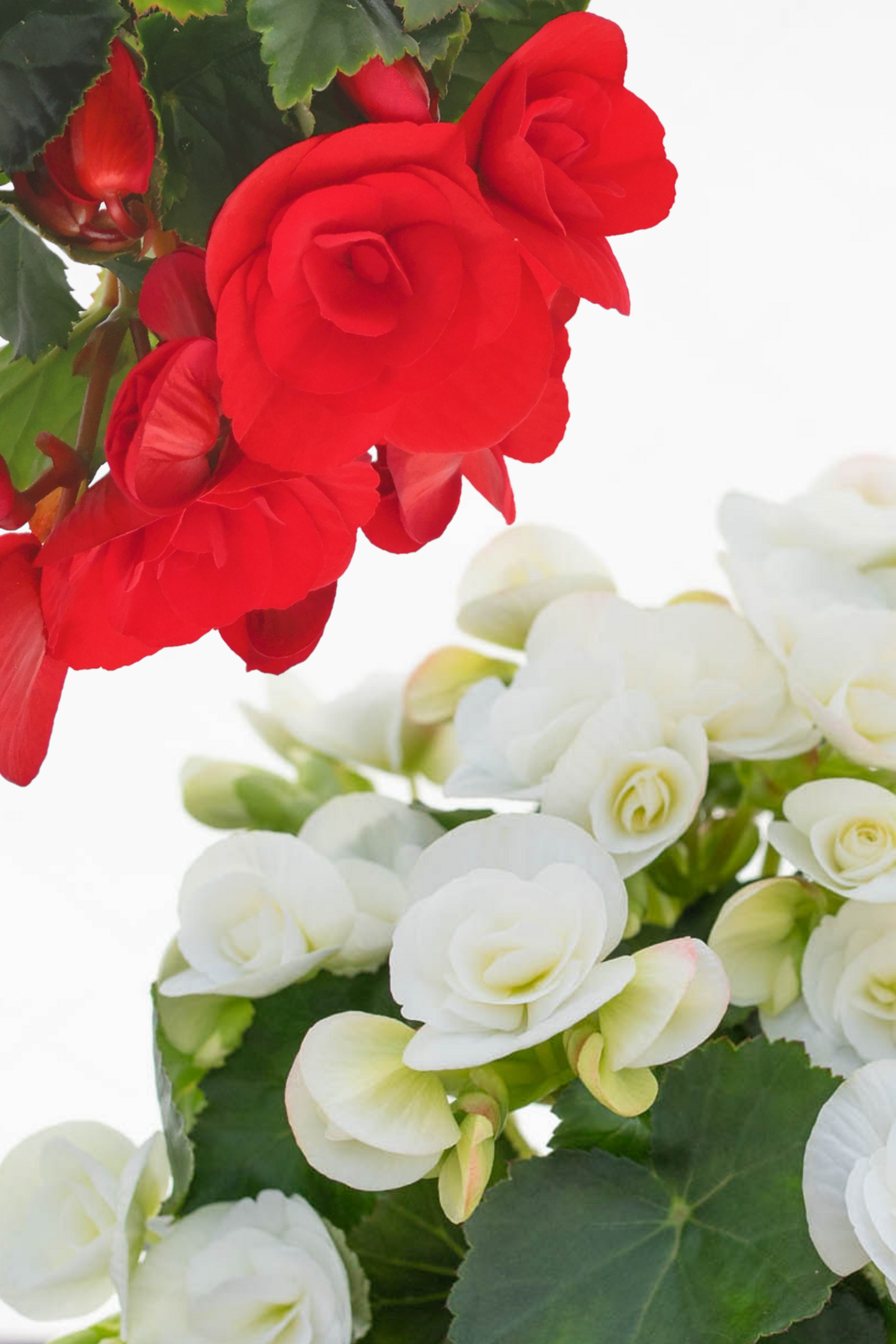 Ruusubegonia lajitelma 12cm ruukku