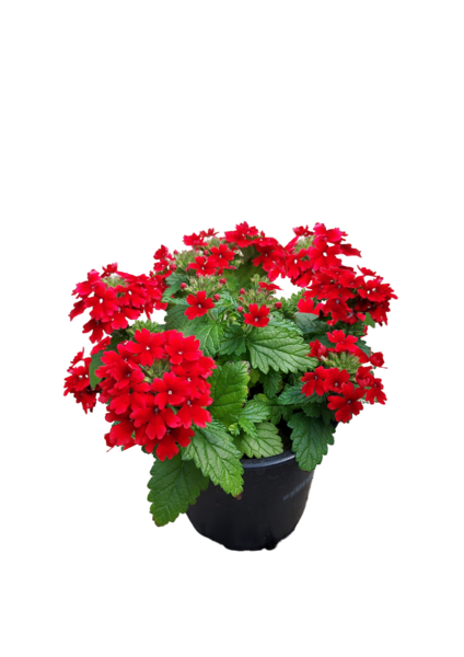 Riippuverbena 12cm mix