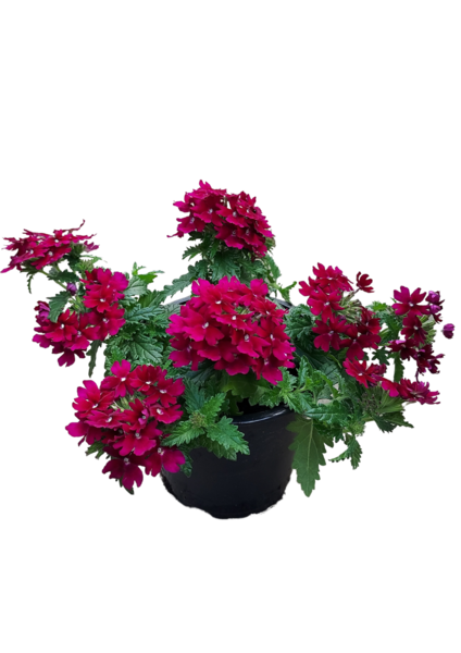 Riippuverbena 12cm mix