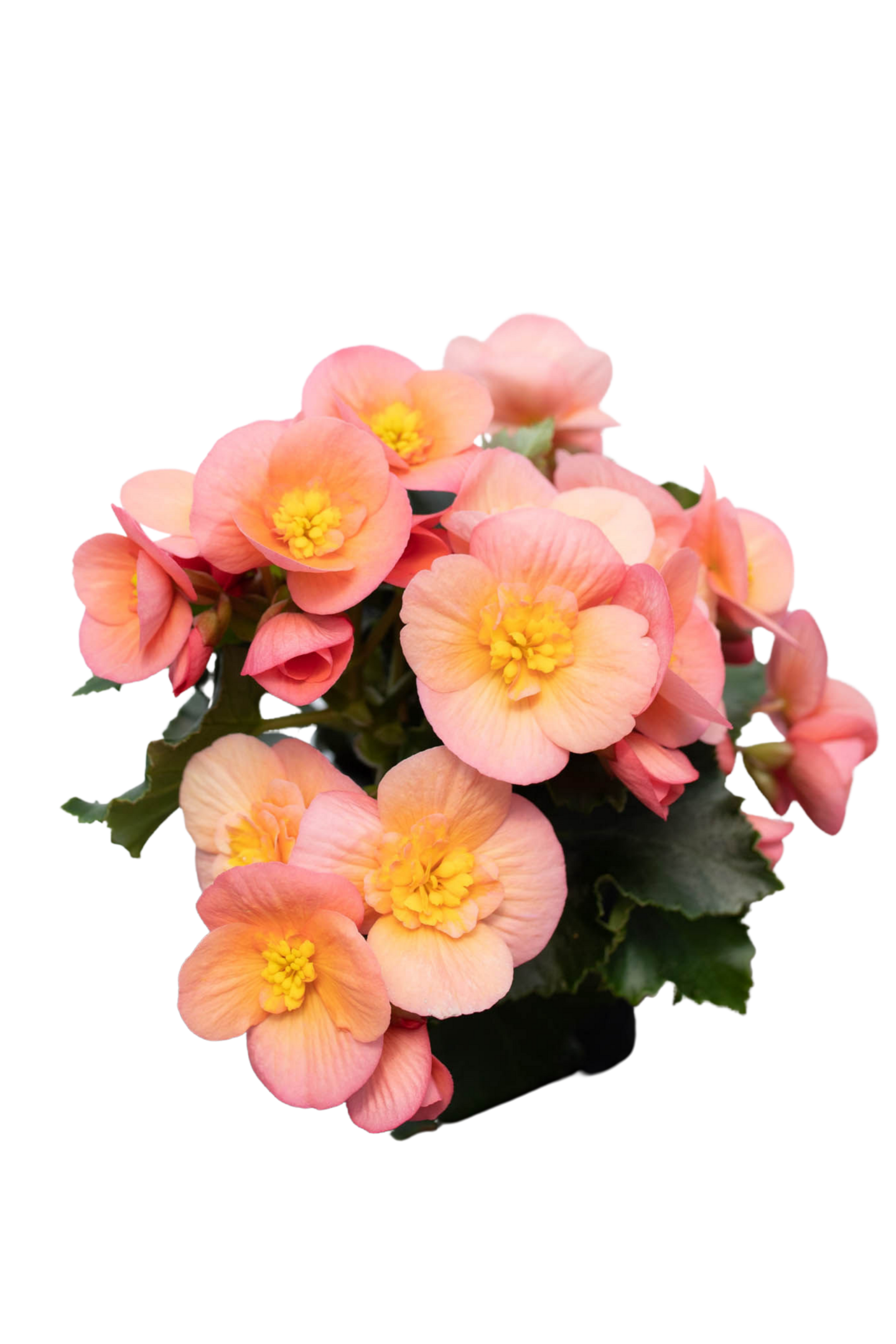 Ruusubegonia lajitelma 12cm ruukku