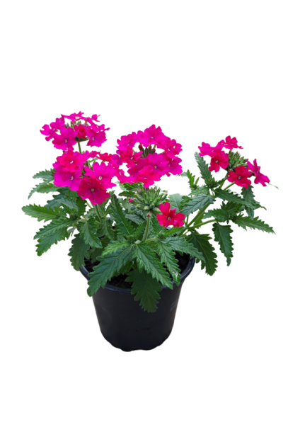 Riippuverbena 12cm mix