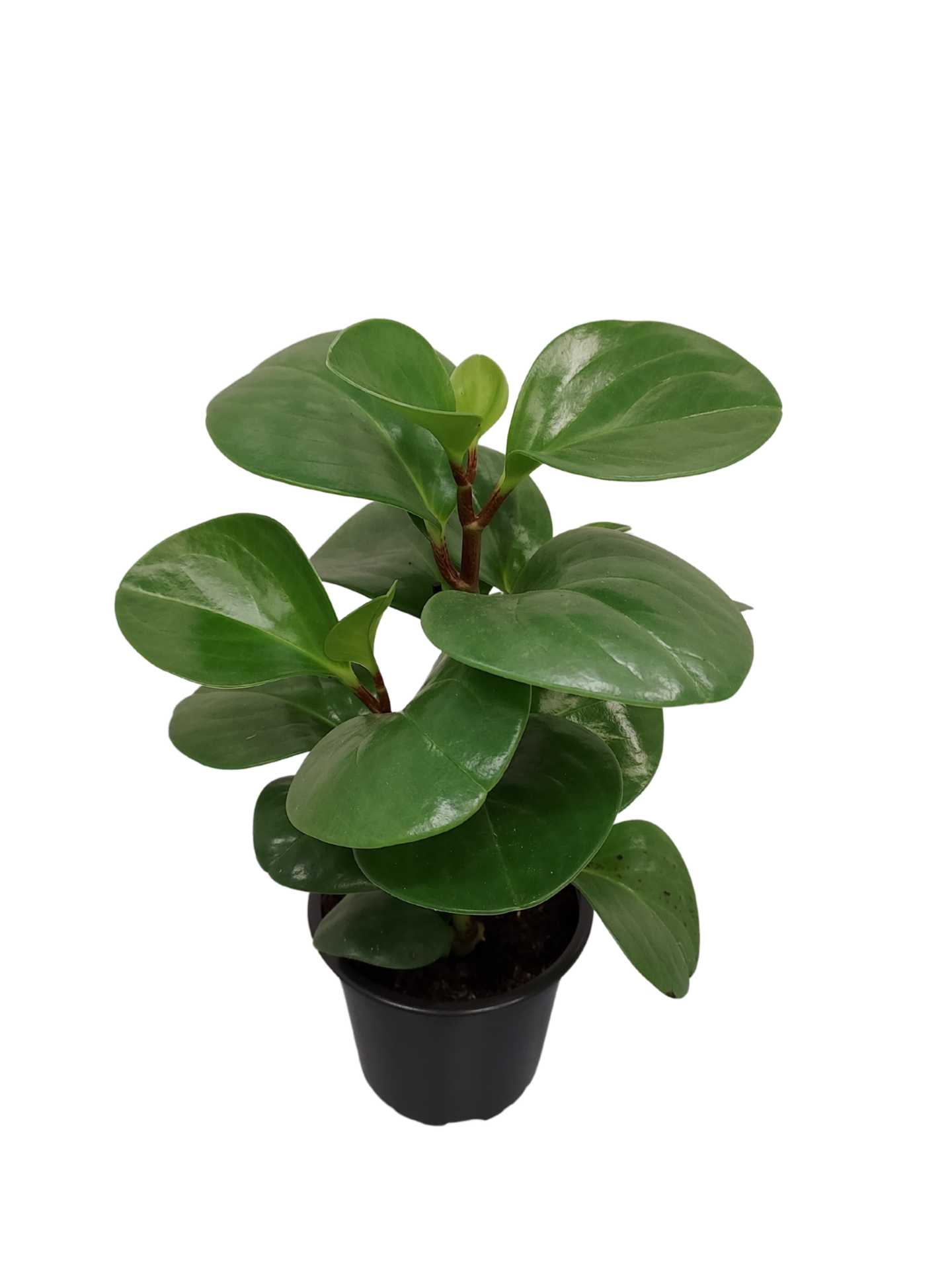 Viherkasvi  lajitelma 12cm ruukku