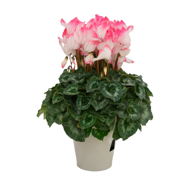 Syklaami 12cm ruukku