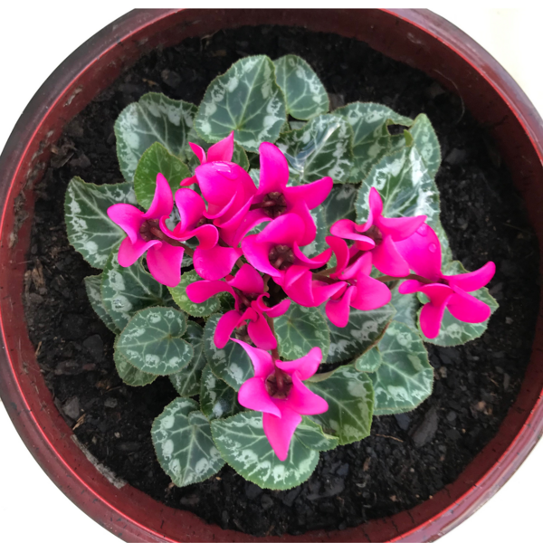 Syklaami 12cm ruukku