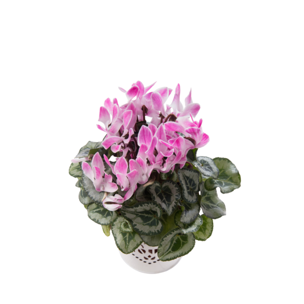 Syklaami 12cm ruukku