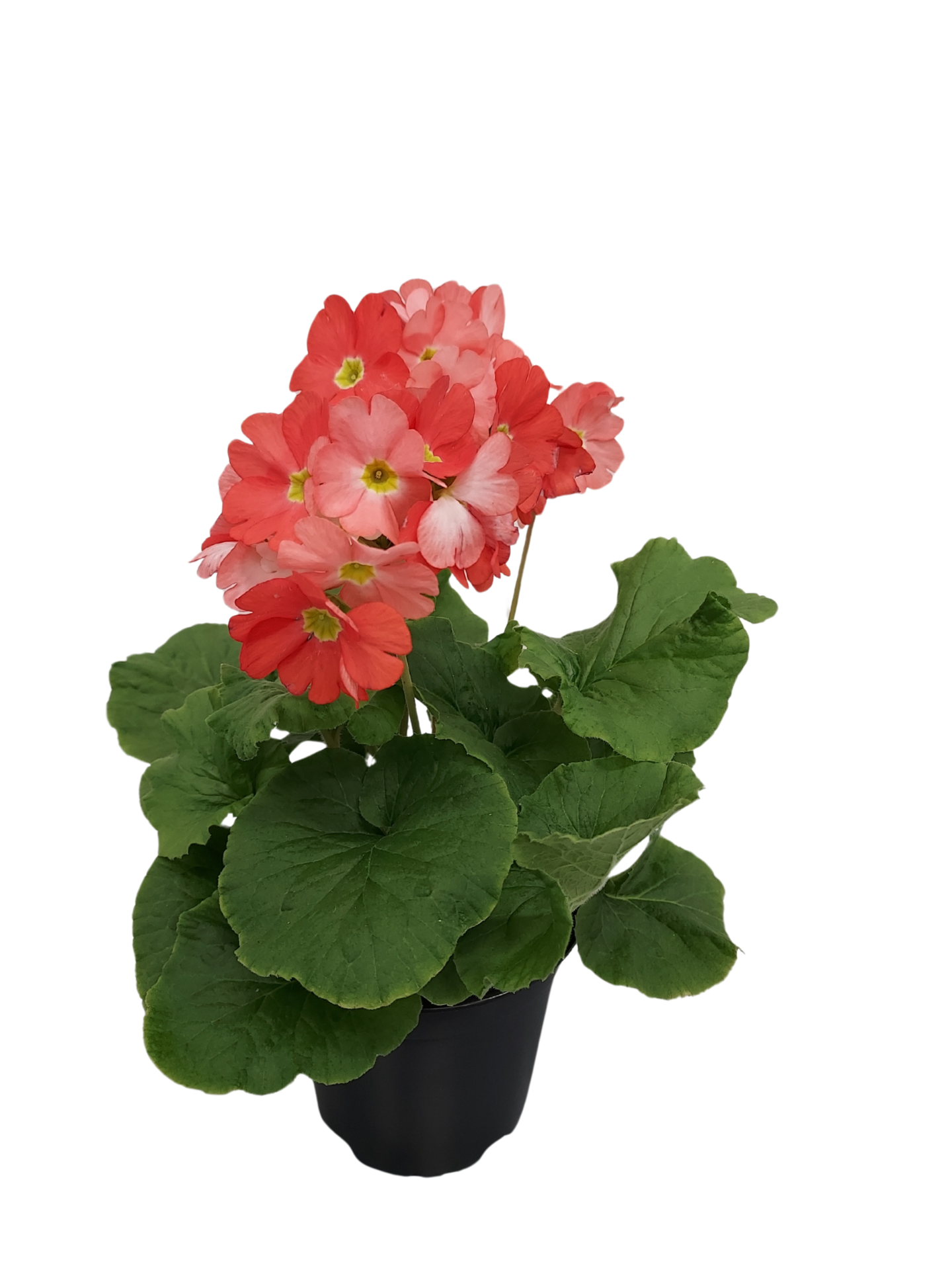 Malva esikko 12cm ruukku pussissa