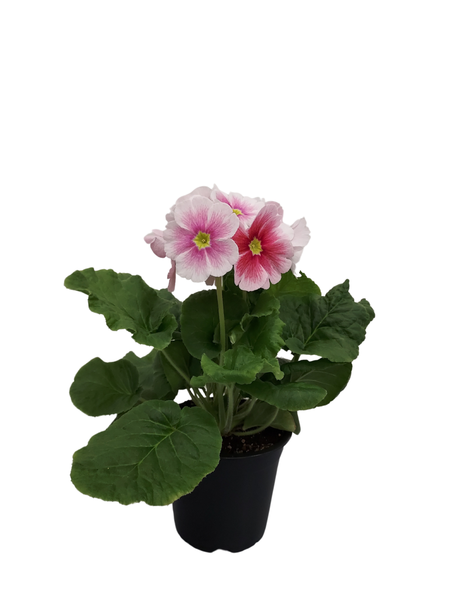 Malva esikko 12cm ruukku pussissa