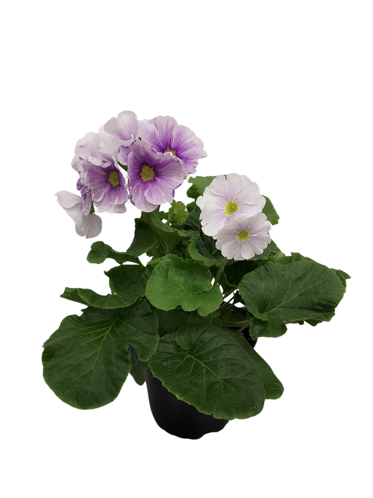 Malva esikko 12cm ruukku pussissa