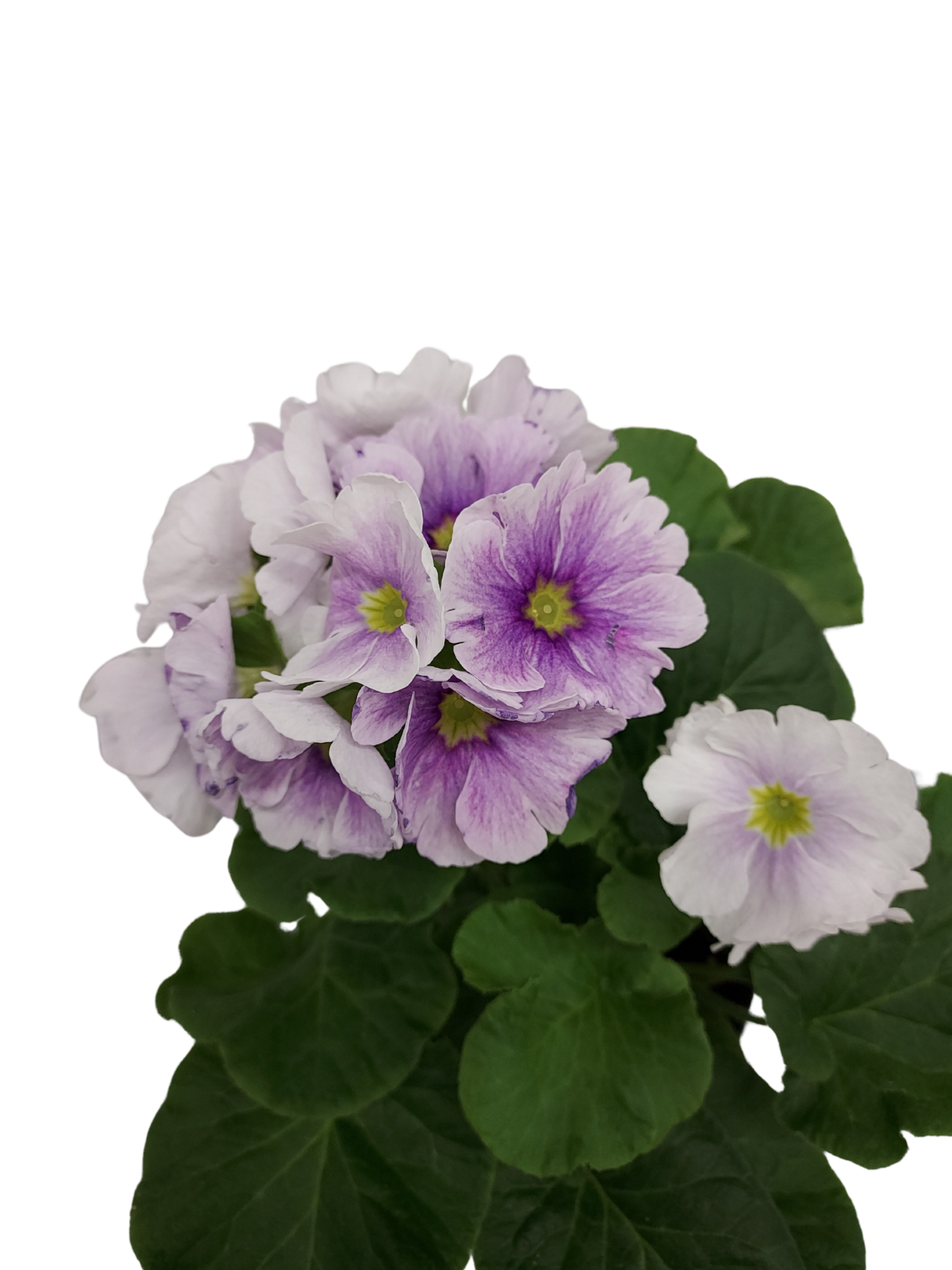 Malva esikko 12cm ruukku pussissa