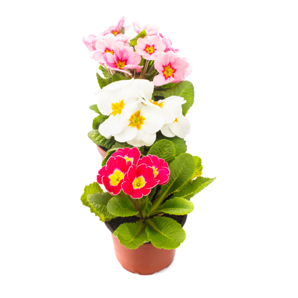 Kevätesikko 10,5cm ruukku pussissa