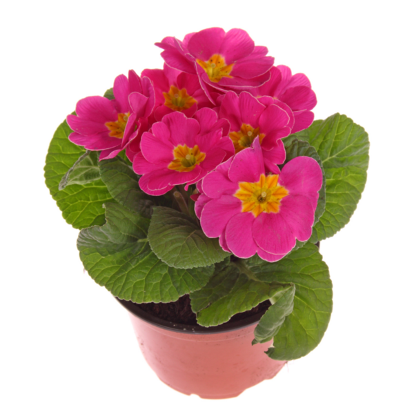 Kevätesikko 10,5cm ruukku pussissa