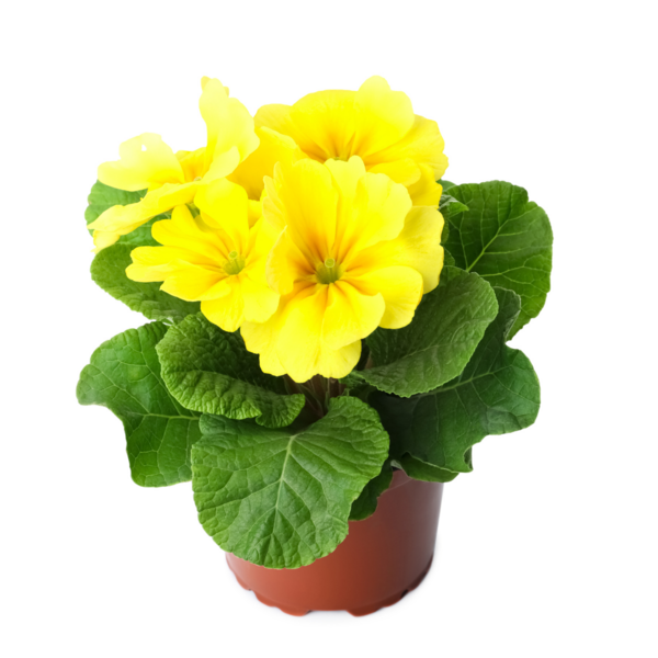 Kevätesikko 10,5cm ruukku pussissa