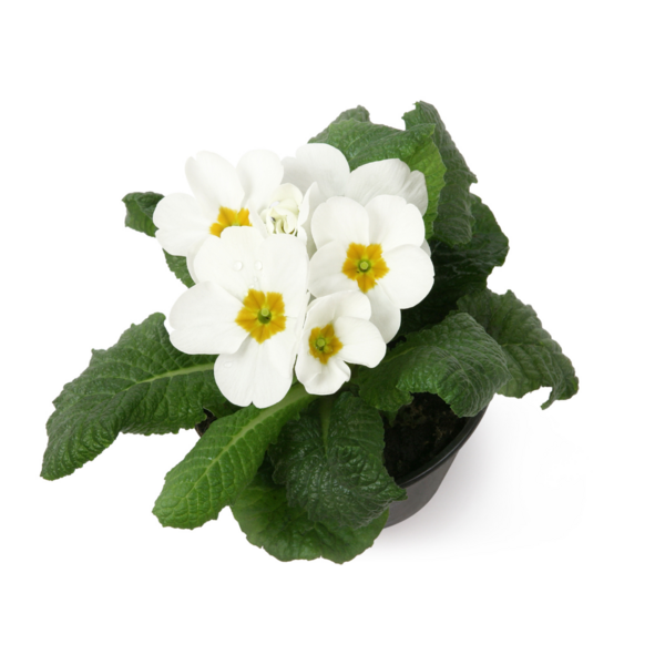 Kevätesikko 10,5cm ruukku pussissa