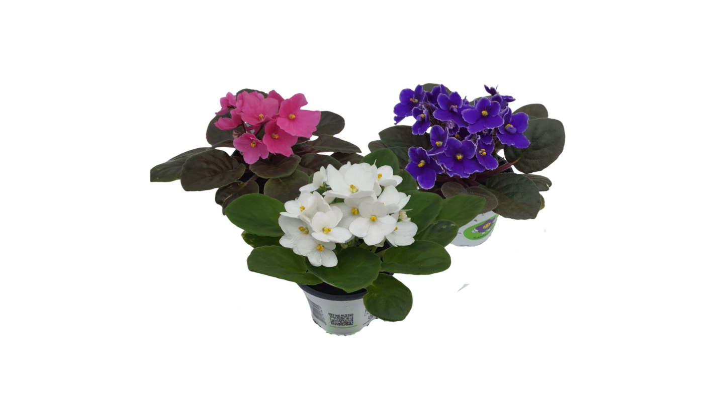 Saint paulia 10,5cm ruukku paperipussissa