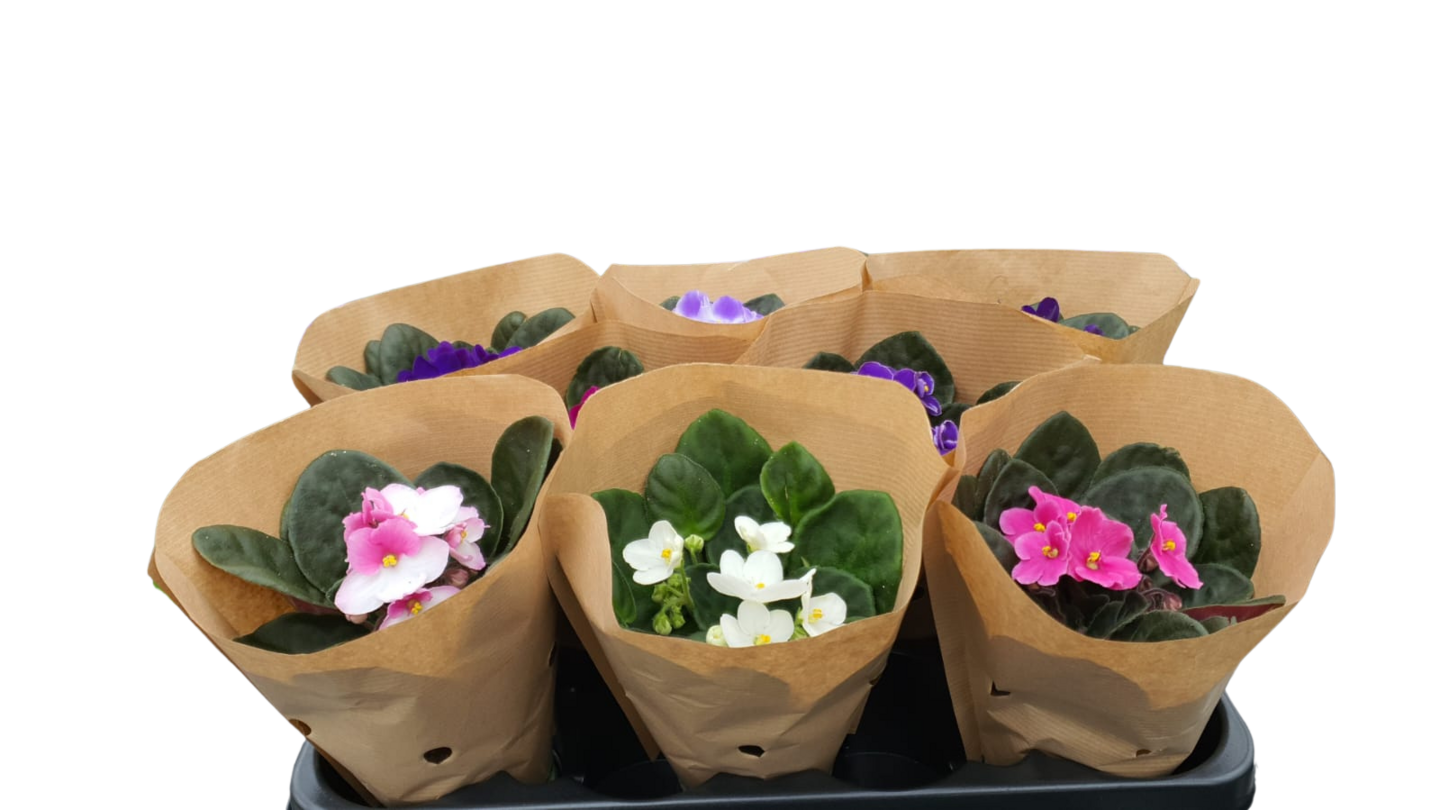 Saint paulia 10,5cm ruukku paperipussissa