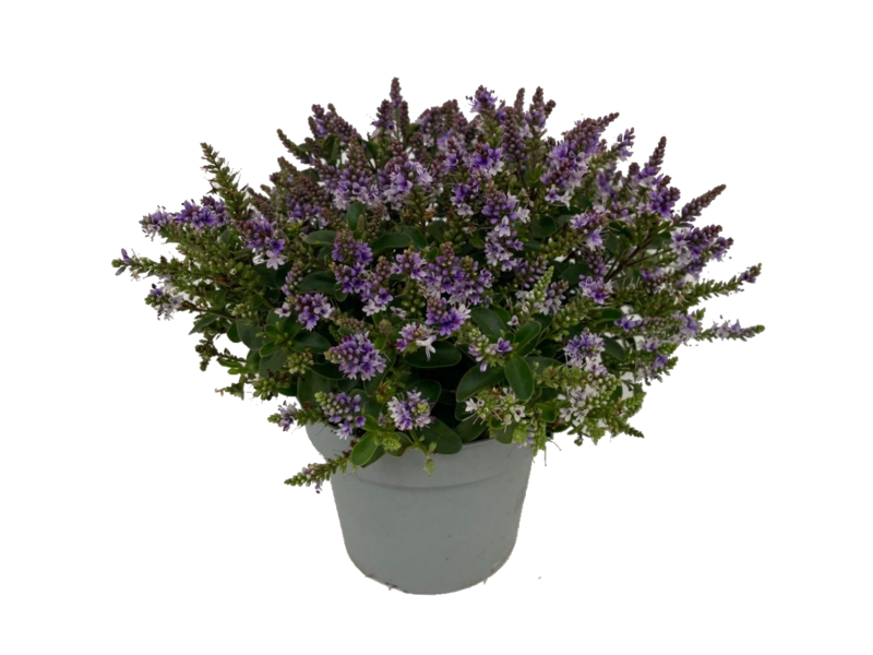 Pensastädyke Hebe Naughties 50cm 19cm ruukku