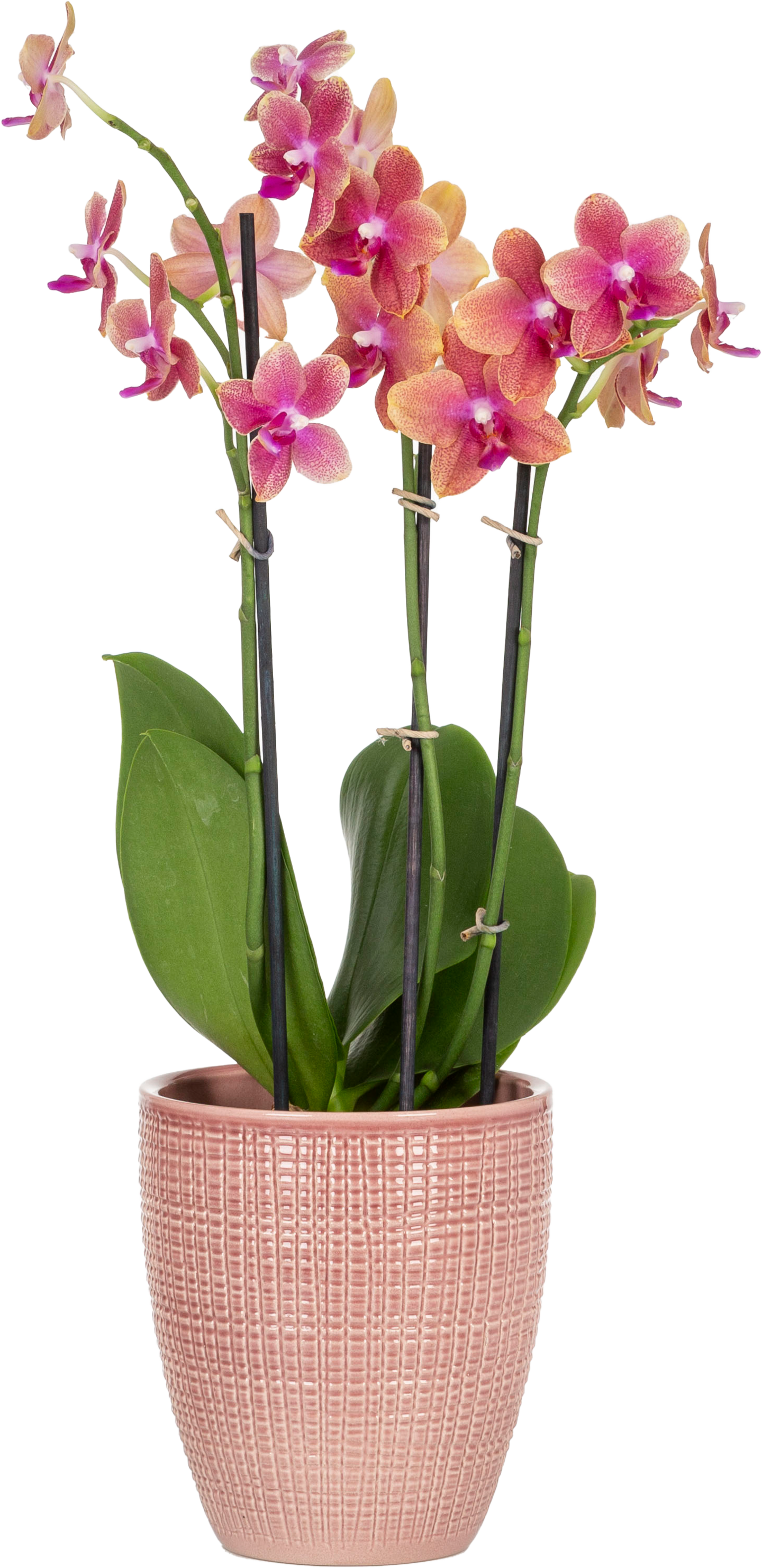 Orkidearuukku Scheurich 667/15 pinkki