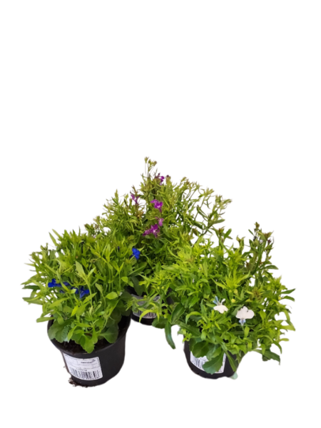 Lobelia 9cm mix
