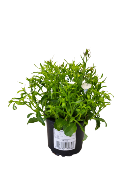 Lobelia 9cm mix