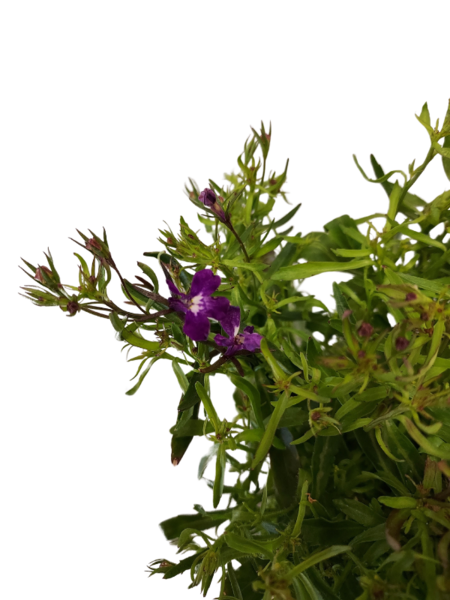 Lobelia 9cm mix