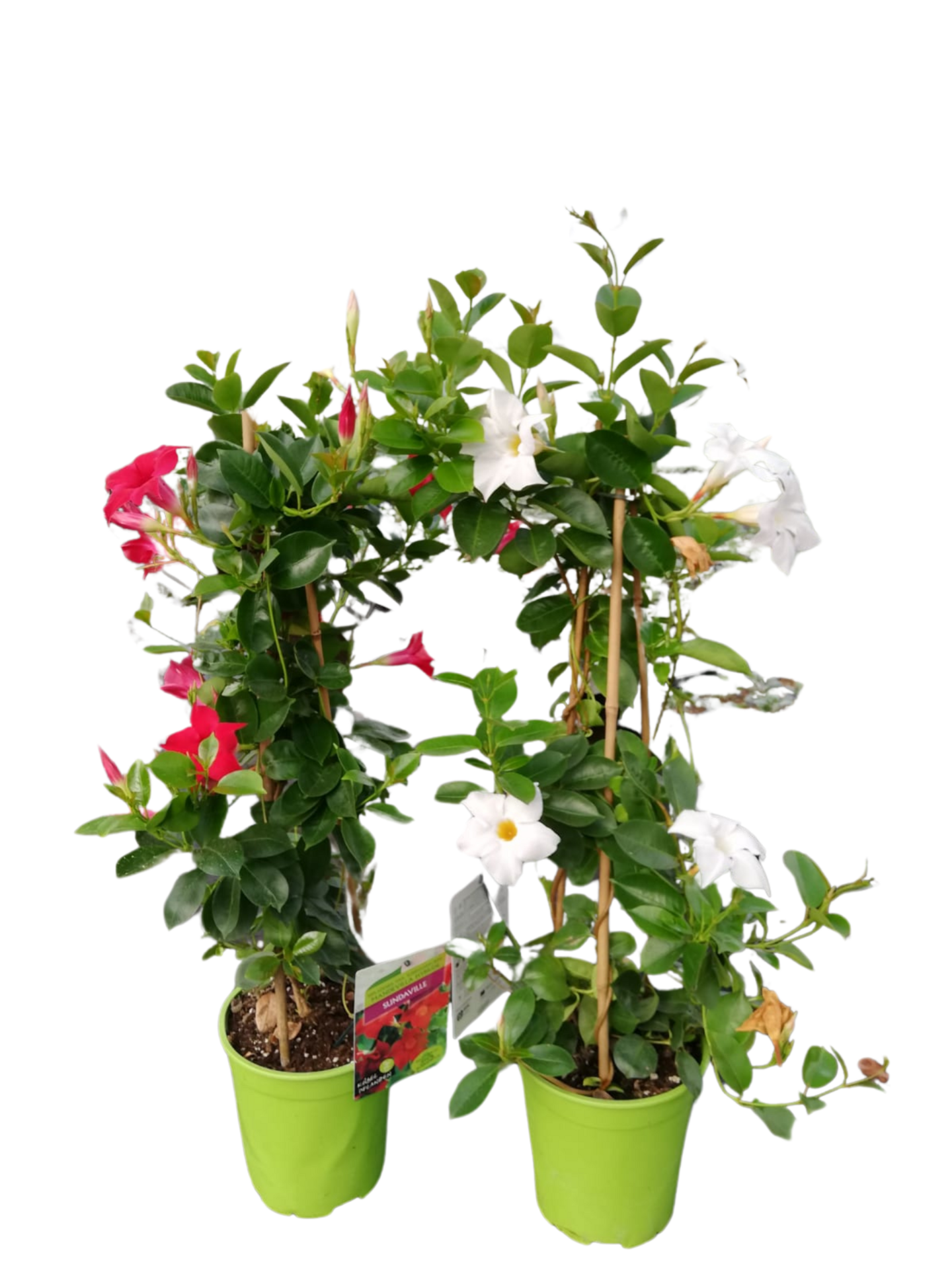 Maljaköynnös pyramidi 70cm 19cm ruukku