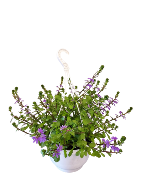 Siniviuhka-amppeli 23cm