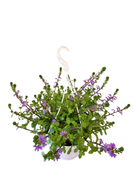 Siniviuhka-amppeli 23cm