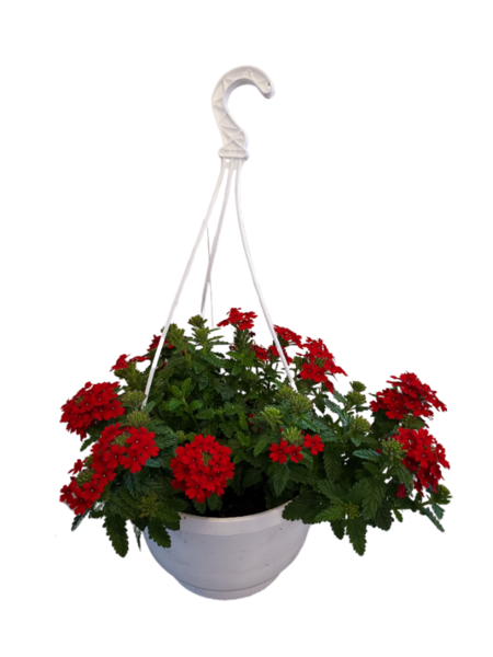 Verbena-amppeli 23cm