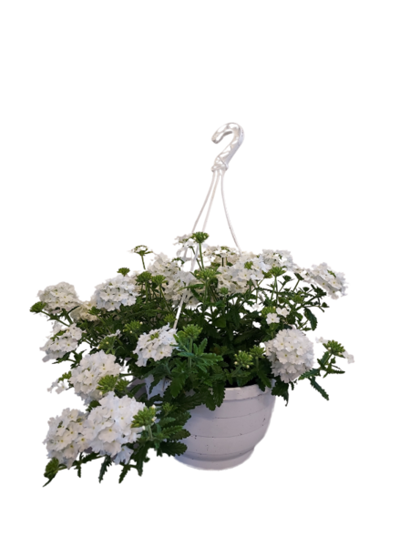 Verbena-amppeli 23cm