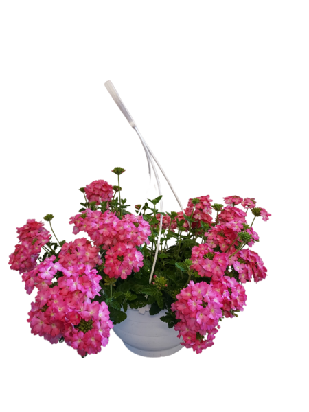Verbena-amppeli 23cm