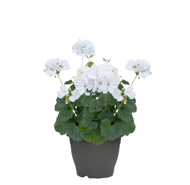 Patiokasvi lajitelma 19cm ruukku