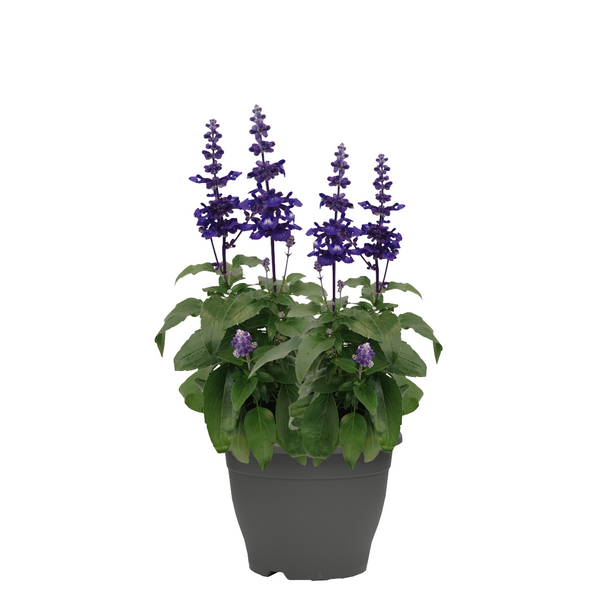 Patiokasvi lajitelma 19cm ruukku