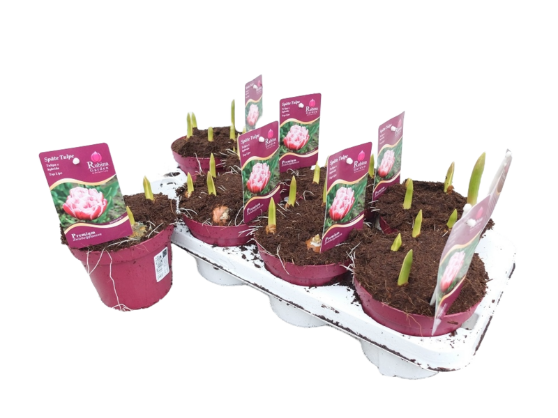 Tulppaaniruukku Toplips kerrottu hybridilajike 13cm ruukku
