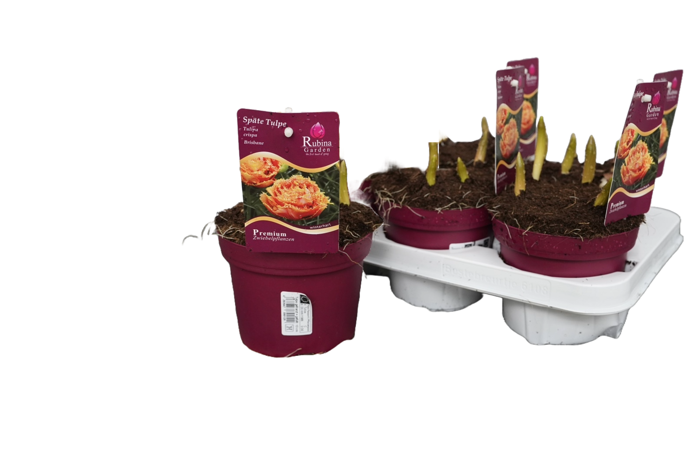 Tulppaaniruukku mix kerrottu+rispaantunut 13cm ruukku