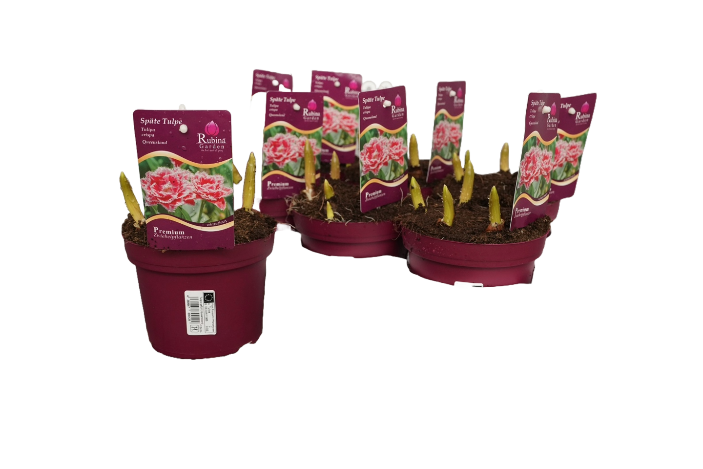 Tulppaaniruukku mix kerrottu+rispaantunut 13cm ruukku