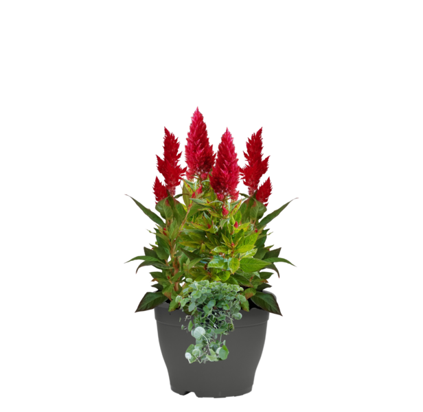 Syyspatiokasvi mix 19cm ruukku