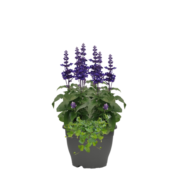 Syyspatiokasvi mix 19cm ruukku