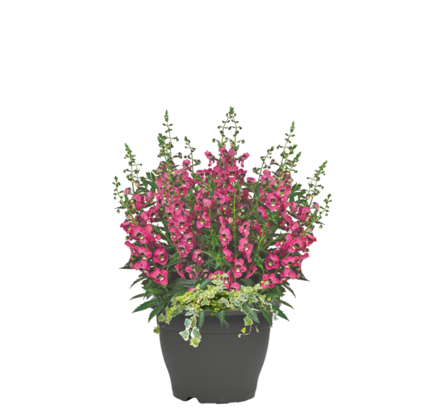 Syyspatiokasvi mix 19cm ruukku