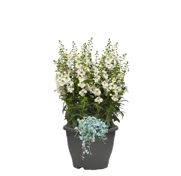 Syyspatiokasvi mix 19cm ruukku