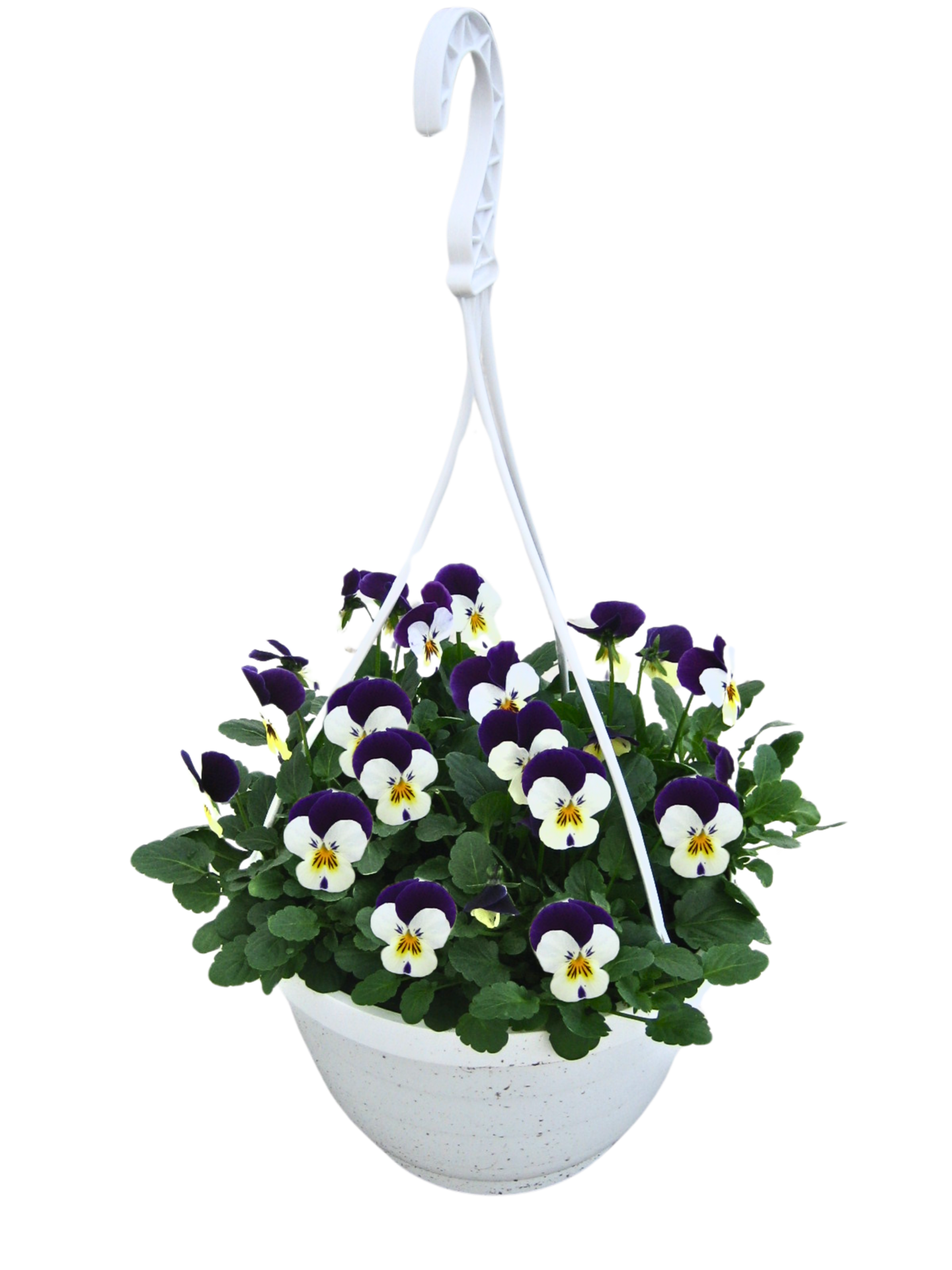 Orvokki amppeli 19cm mix